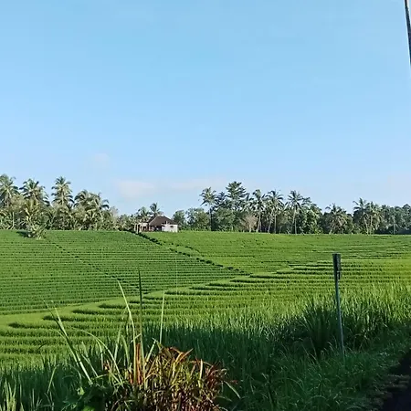 Balitrees